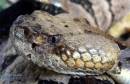 Timber_rattler3sm_21Oct2007_OK_.jpg