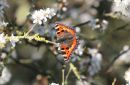 Tortoiseshell_Butterfly_Aglais_Urticae_26-3-2020_3.jpg