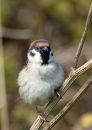 Tree-Sparrow.jpg