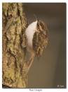 Tree_Creeper.jpg