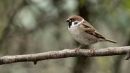 Tree_Sparrow.jpg