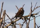 Tree_Sparrow_Passer_Montanus_26-2-2020_2.jpg