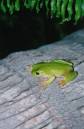 Tree_frog.jpg