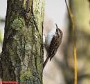 Treecreeper8.jpg