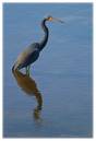 TriColoredHeron.jpg