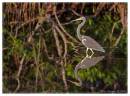 TriColoredHeron14.jpg