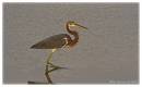 TriColoredHeron19.jpg