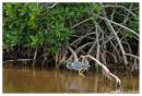 TriColoredHeron4.jpg