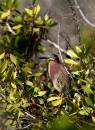 Tri_Colored_Heron_and_Green_Jan_07_0142.jpg
