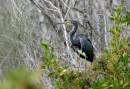 Tri_Colored_Heron_and_Green_Jan_07_0782.jpg