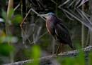 Tri_Heron-_Osprey_and_assorted_Jan_07_1423.jpg