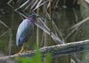 Tri_Heron-_Osprey_and_assorted_Jan_07_1463.jpg