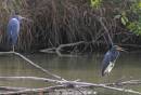 Tri_Heron_and_assorted_Jan_07_0822.jpg