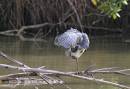 Tri_Heron_and_assorted_Jan_07_1752.jpg