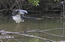 Tri_Heron_and_assorted_Jan_07_2282.jpg