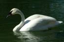 Trumpeter_Swan_DSCF4351a.jpg