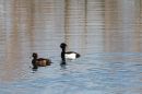 Tufted-Ducks.jpg