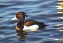 Tufted_Duck_.jpg