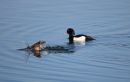 Tufted_Duck_Male_Female_.jpg