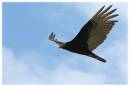 TurkeyVulture1.jpg