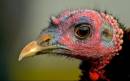 Turkey_CR.jpg
