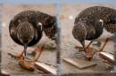 Turnstone---Turnstone.jpg
