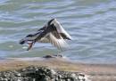 Turnstone.jpg