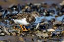 Turnstone3.jpg
