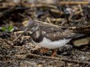 Turnstone4.JPG