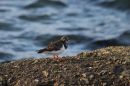 Turnstone_at_Portrush_Harbour.jpg