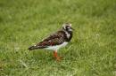 Turnstone_at_Portstewart.jpg