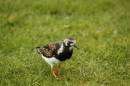 Turnstone_in_the_grass.jpg