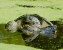 Turtle.jpg
