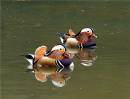 Two-Mandarins.jpg