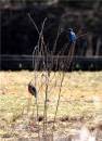 Two-in-a-bush.jpg
