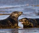 Two_seals-178.jpg