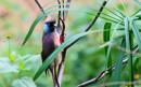 Unknown_Bird1.jpg