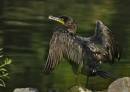 Van_Saun_Park_Cormorant.jpg