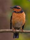 VariedThrush.jpg