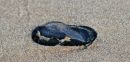 Velella_velella_-_by_the_wind_sailor_2014.jpg