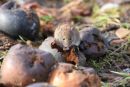 Vole_Microtus_Agrestis_17-1-2021_121.jpg