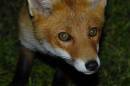 Vulpes_vulpes8384.jpg