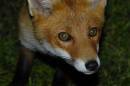 /gallery/data/501/thumbs/Vulpes_vulpes8384.jpg