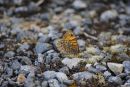 WALL_BROWN_2.jpg
