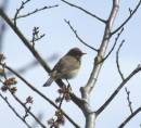 WARBLER_1.jpg