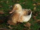 WHITE_MALLARD.jpg