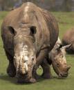 WHITE_RHINO.jpg