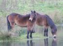 WILDPONIES.jpg