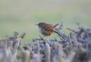 WREN6.jpg