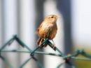 WREN7.jpg